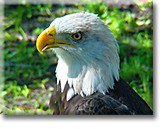 eagle in natural environment